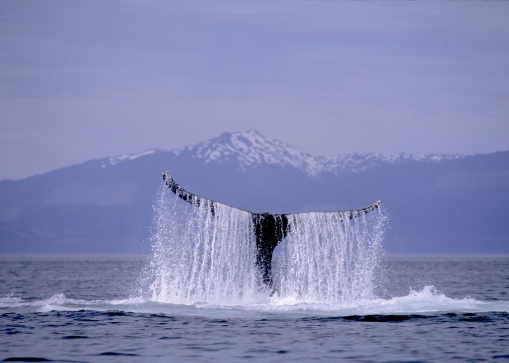 RCI_Whale Alaska_ISP