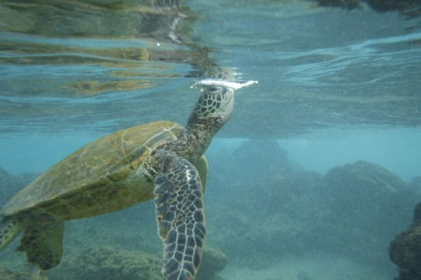 Turtle in Maui courtesy Denny Ward